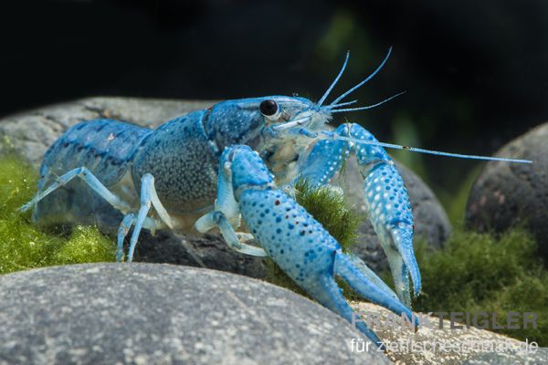 Blauer Floridakrebs - Procambarus alleni